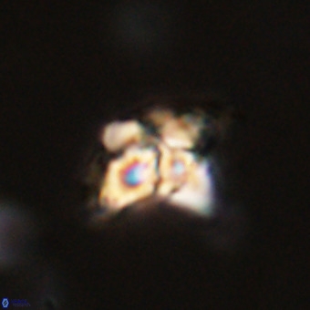 Quadrum blairiae VR 23121