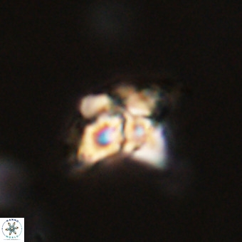 Quadrum blairiae VR 23121