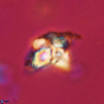 Quadrum blairiae VR 23122