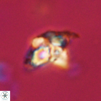 Quadrum blairiae VR 23122