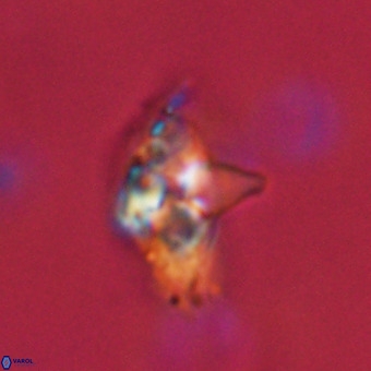 Quadrum blairiae VR 23123