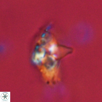 Quadrum blairiae VR 23123