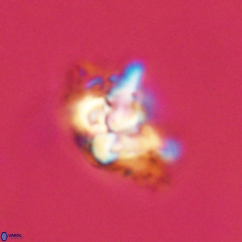 Quadrum blairiae VR 23130