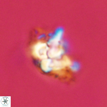 Quadrum blairiae VR 23130