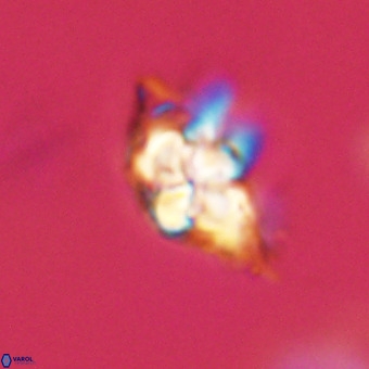 Quadrum blairiae VR 23131