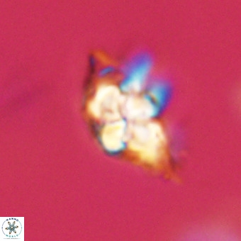 Quadrum blairiae VR 23131