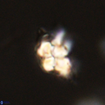 Quadrum blairiae VR 23132