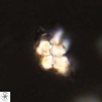 Quadrum blairiae VR 23132