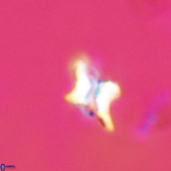 Quadrum blairiae VR 23148