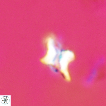 Quadrum blairiae VR 23148
