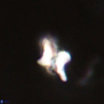 Quadrum blairiae VR 23149