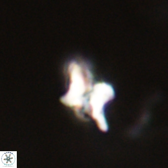 Quadrum blairiae VR 23149