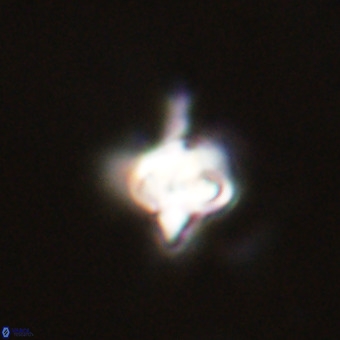 Quadrum blairiae VR 23154