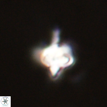 Quadrum blairiae VR 23154