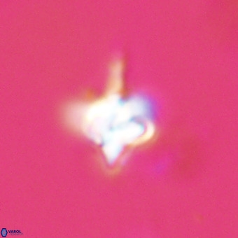 Quadrum blairiae VR 23155