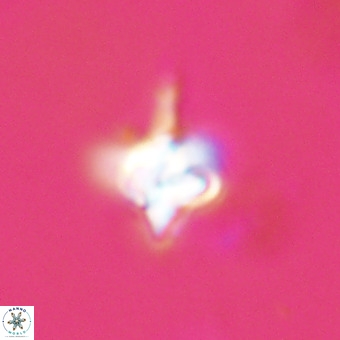 Quadrum blairiae VR 23155