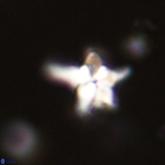 Quadrum blairiae VR 23156