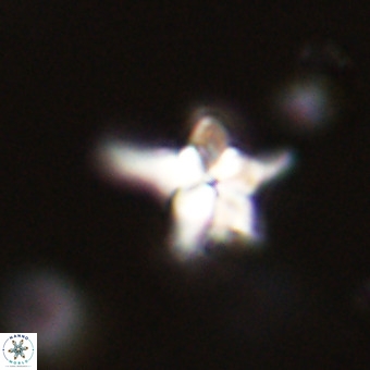 Quadrum blairiae VR 23156