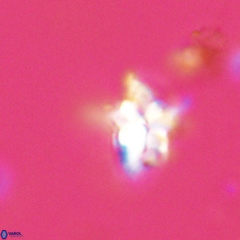Quadrum blairiae VR 23157