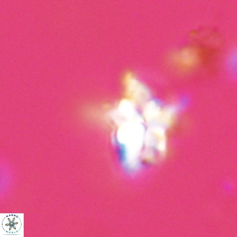 Quadrum blairiae VR 23157