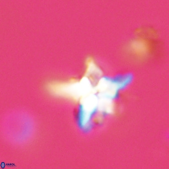 Quadrum blairiae VR 23158