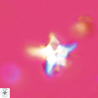Quadrum blairiae VR 23158