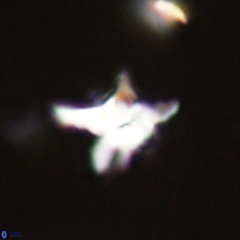 Quadrum blairiae VR 23159