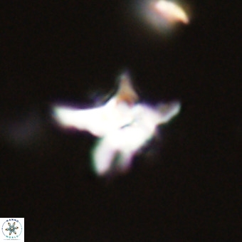 Quadrum blairiae VR 23159