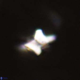 Quadrum blairiae VR 23150