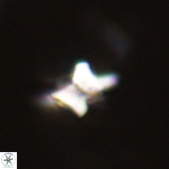 Quadrum blairiae VR 23150