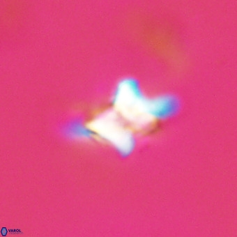 Quadrum blairiae VR 23151