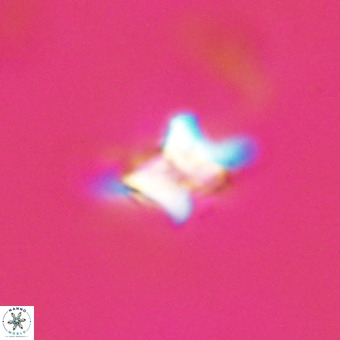 Quadrum blairiae VR 23151