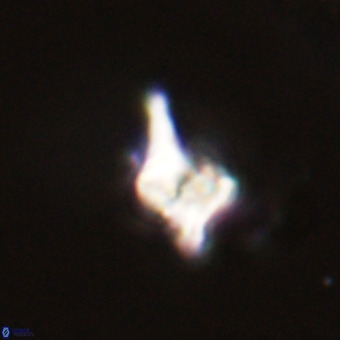 Quadrum blairiae VR 23152