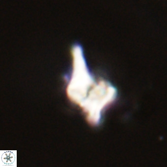 Quadrum blairiae VR 23152