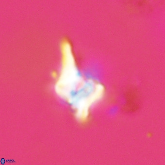 Quadrum blairiae VR 23153