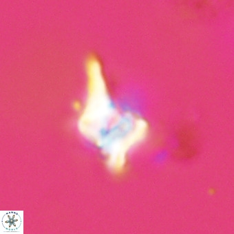 Quadrum blairiae VR 23153