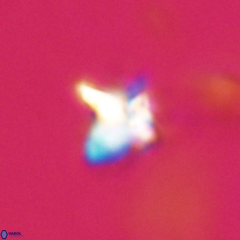 Quadrum blairiae VR 23164