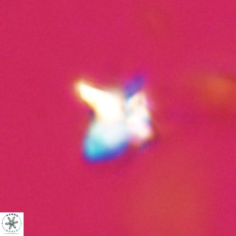 Quadrum blairiae VR 23164