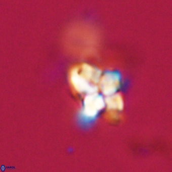 Quadrum blairiae VR 23165