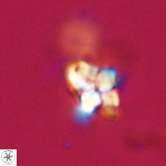 Quadrum blairiae VR 23165