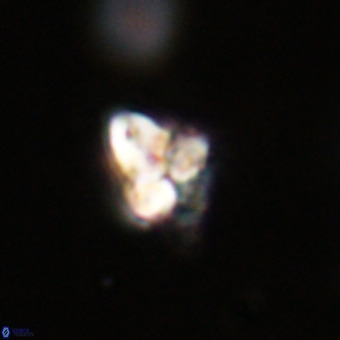 Quadrum blairiae VR 23166