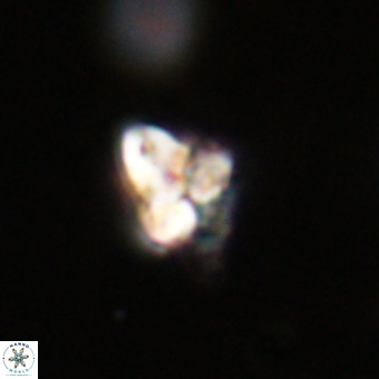 Quadrum blairiae VR 23166