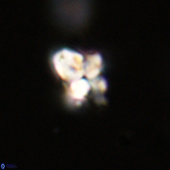 Quadrum blairiae VR 23167
