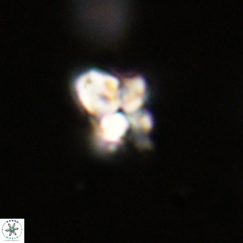 Quadrum blairiae VR 23167
