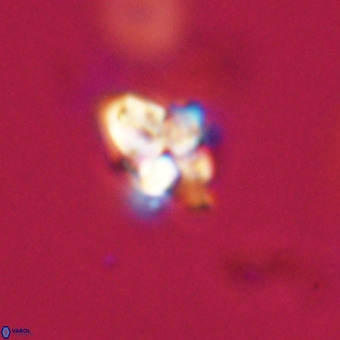 Quadrum blairiae VR 23168