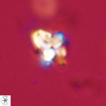 Quadrum blairiae VR 23168
