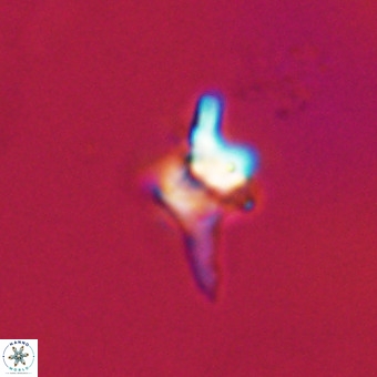 Quadrum blairiae VR 23169