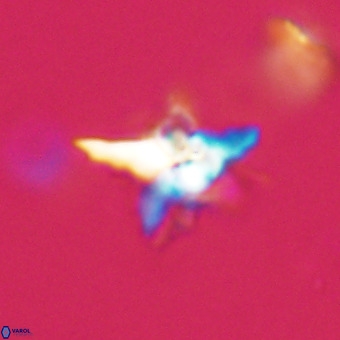 Quadrum blairiae VR 23160