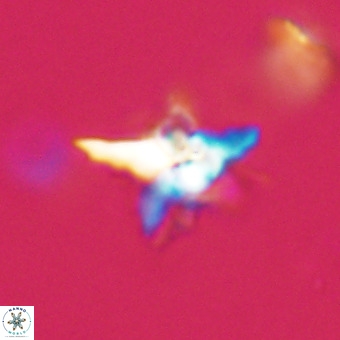 Quadrum blairiae VR 23160