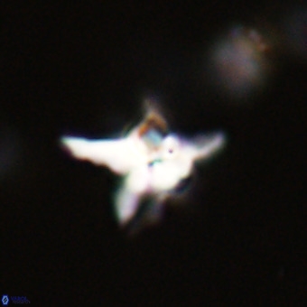 Quadrum blairiae VR 23161